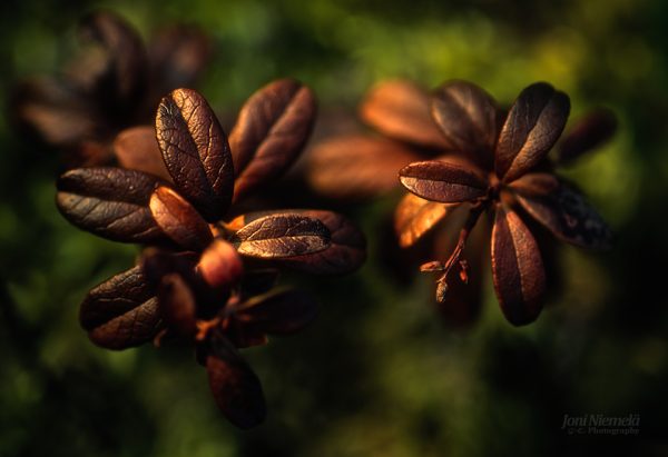 A Close Up Of A Bunch Cowberry Leafs