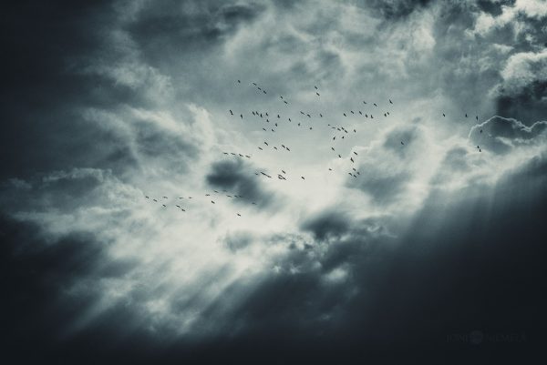 A Flock Of Birds Flying Through A Cloudy Sky