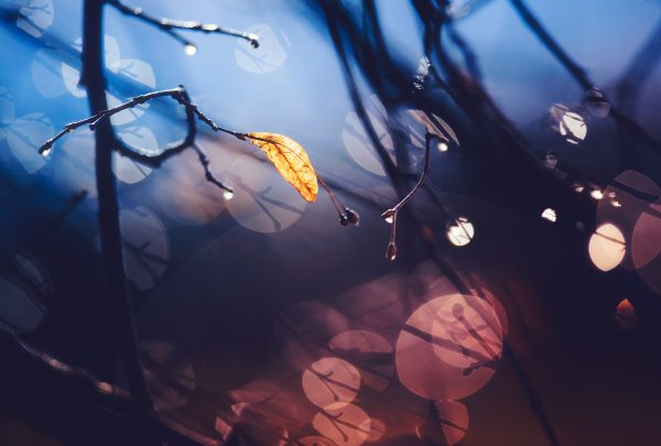 A Leaf Hanging From A Tree Branch