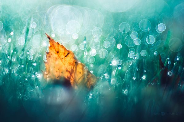 A Leaf Resting In Grass