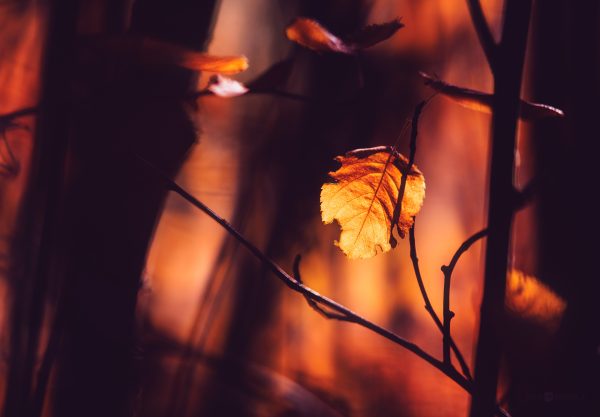 A Lone Autumn Leaf Clinging To A Bare Twig At Sunset