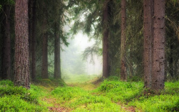 A Winding Path Through Forest