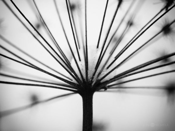Abstract Close-Up View Of A Cow Parsley Silhouetted In Monochrome
