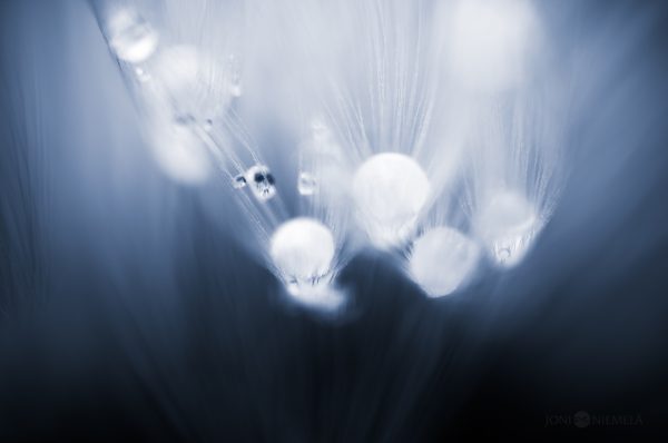 Abstract Photo Of Dandelion Seeds