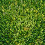 Aerial View Of Lush Green Forest