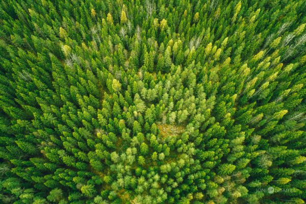 Aerial View Of Lush Green Forest
