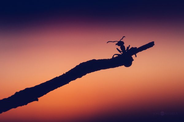 Ant Crawling On Tree Branch At Sunset