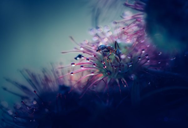 Ant Stuck On Drosera