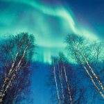 Aurora Borealis Shining Above Trees
