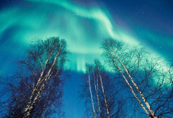 Aurora Borealis Shining Above Trees