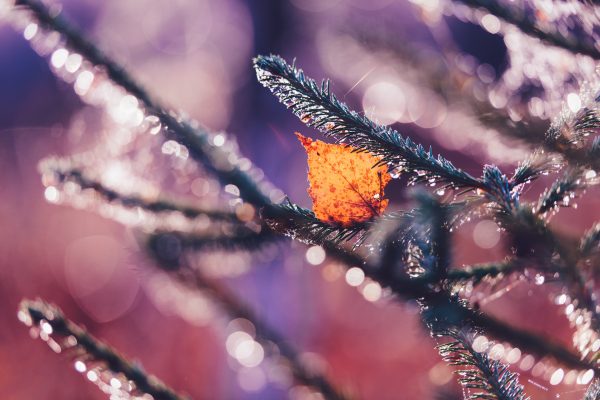 Autumn Leaf Clinging To A Frost-Covered Spruce Branch At Sunrise