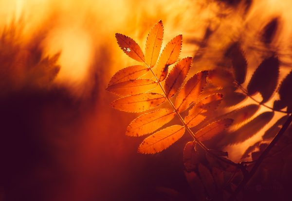 Autumn Leaves Basking In The Warm Glow Of A Sunset
