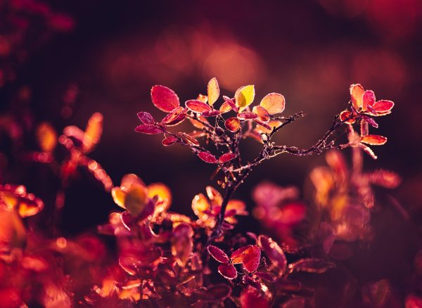 Autumn Leaves Basking In The Warm Glow Of A Sunset