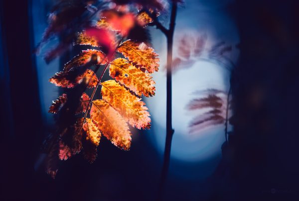 Autumn Leaves Glimmering At Dusk Against A Softly Blurred Forest Background