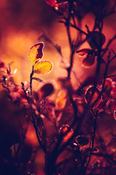 Autumn Leaves Glistening In Golden Sunset Light In A Serene Forest