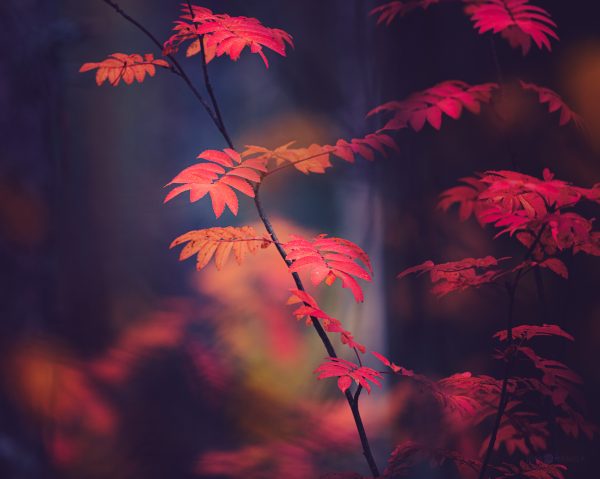 Autumn Leaves Glistening In The Twilight Of A Serene Forest