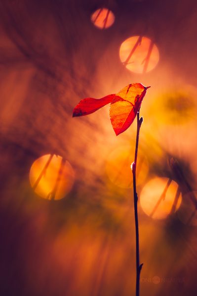 Autumn Twilight Captured Through The Silhouette Of A Lone Leafy Twig