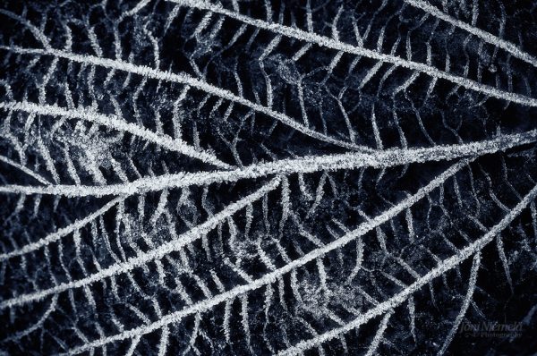 Black And White Close-Up Of A Leaf