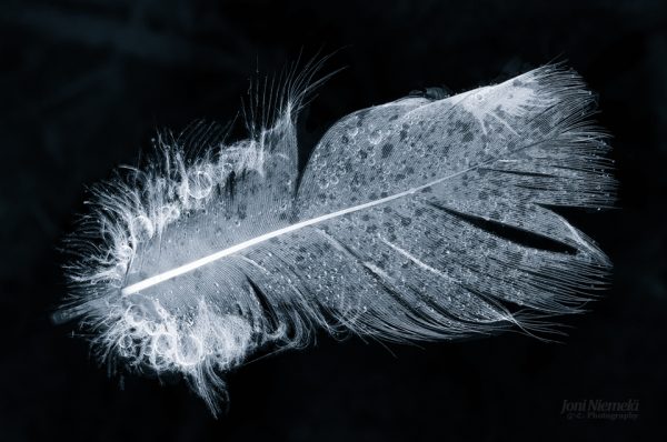 Black And White Feather Close-Up