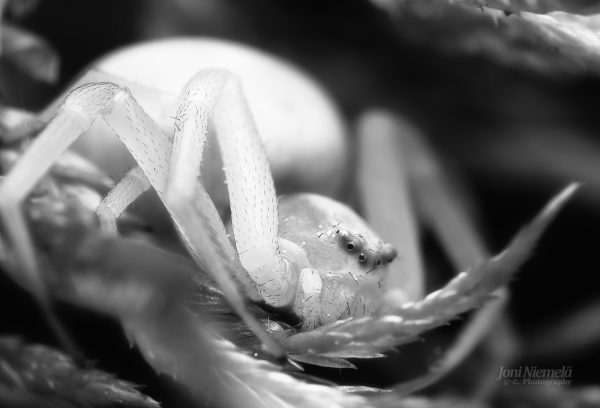 Black And White Photo Of A Spider