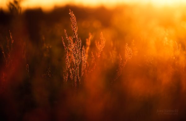 Blurry Field With Tall Grass