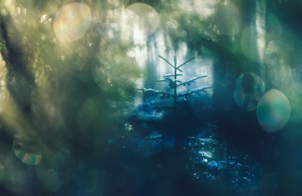 Blurry Forest With Trees