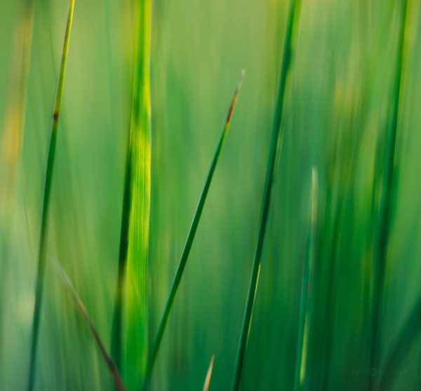 Blurry Green Grass In A Field