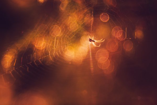 Blurry Spider Web In Natural Setting