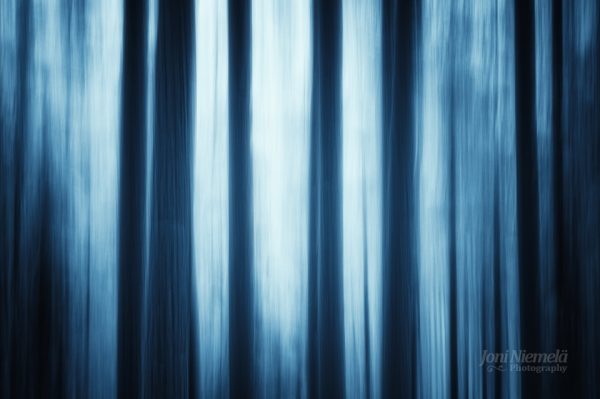 Blurry Trees In The Woods