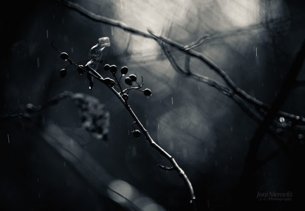 Branch In The Rain