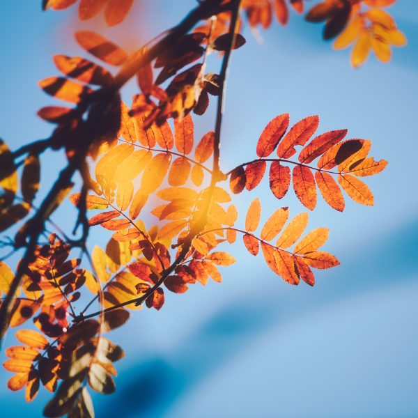 Branch With Yellow Leaves Against Blue Sky