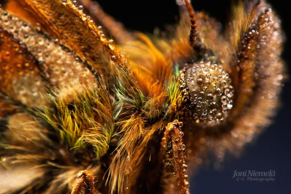 Brown And Yellow Butterfly Close Up