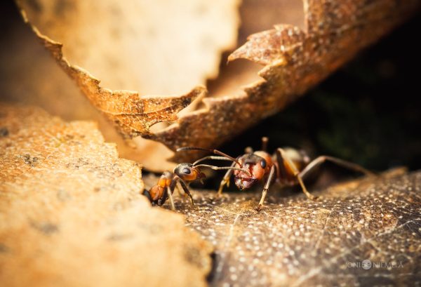 Close-Up Encounter With A Foraging Ant On A Decaying Leaf Surface