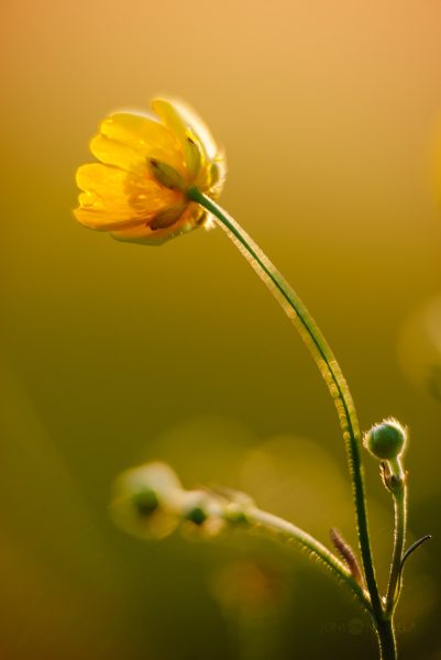 Close Up Of A Buttercup Flower With Blurry Background