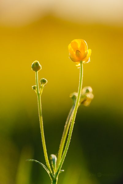 Close Up Of A Buttercup Flower With Blurry Background