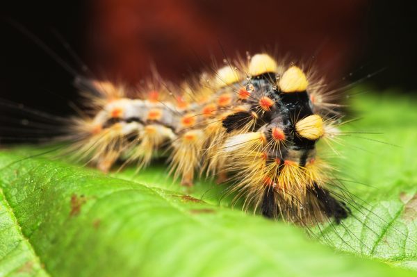 Close Up Of A Caterpillar On A Leaf