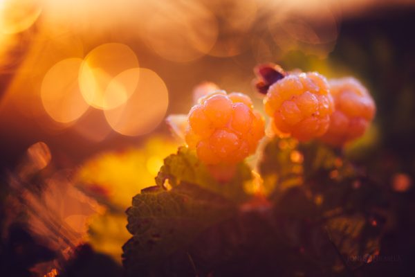 Close Up Of A Cloudberries