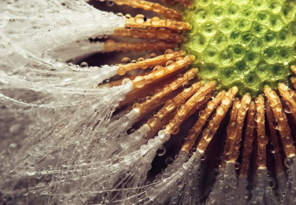 Close Up Of A Dandelion With Water Droplets