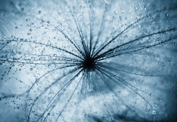 Close Up Of A Dandelion With Water Droplets