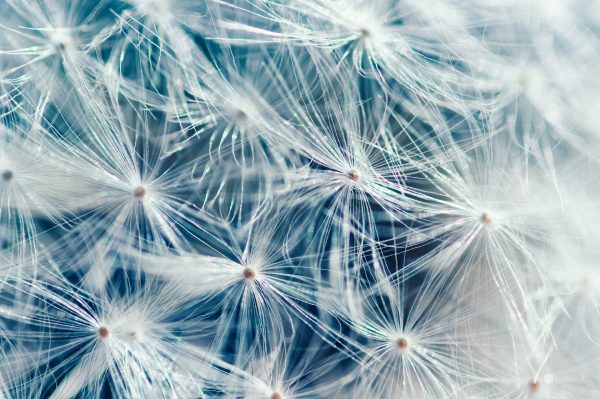 Close Up Of A Dandelion Flower Seeds