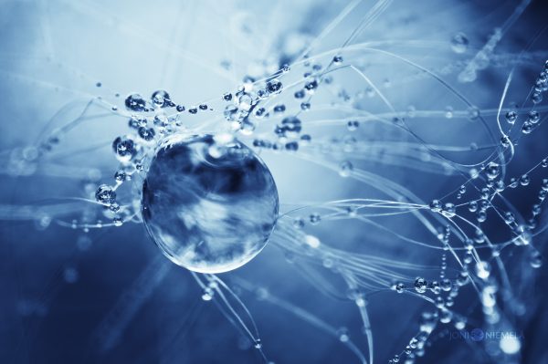 Close Up Of A Dandelion Seed With Water Droplets