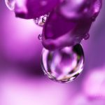 Close Up Of A Drop Of Water On A Purple Flower