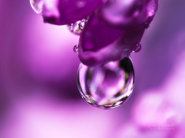 Close Up Of A Drop Of Water On A Purple Flower