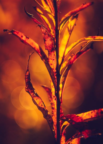 Close-Up Of A Dying Plant Bathed In Golden Sunset Light In Autumn