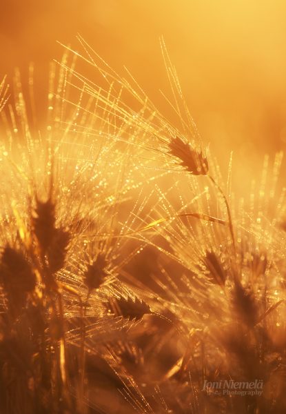 Close Up Of A Field Of Wheat