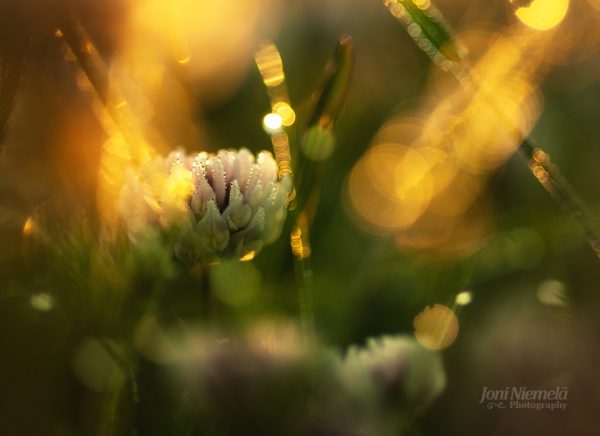 Close Up Of A Flower With Blurry Background