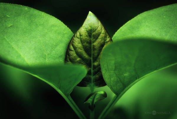 Close Up Of A Green Leaf On A Plant
