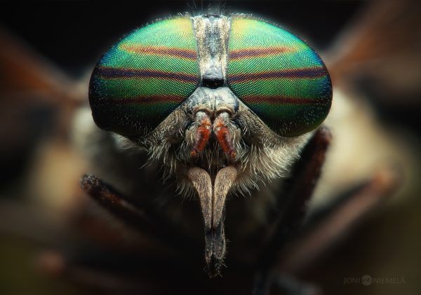 Close-Up Of A Horseflys Face