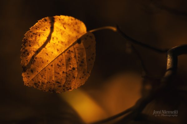 Close Up Of A Leaf On A Branch