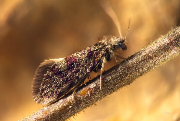 Close-Up Of A Moth On A Branch